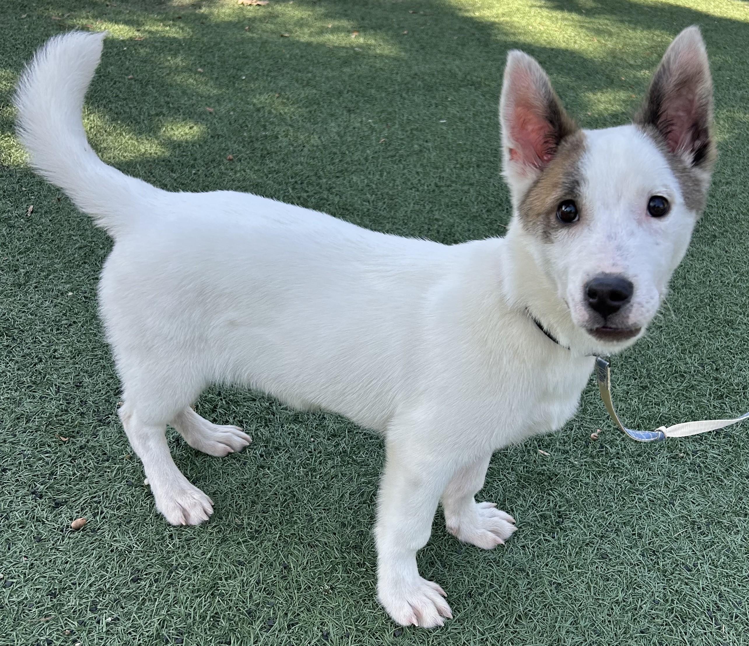 Enlarge CASPER, a ADOPTABLE mixed breed in Bell Gardens, CA image 3/6