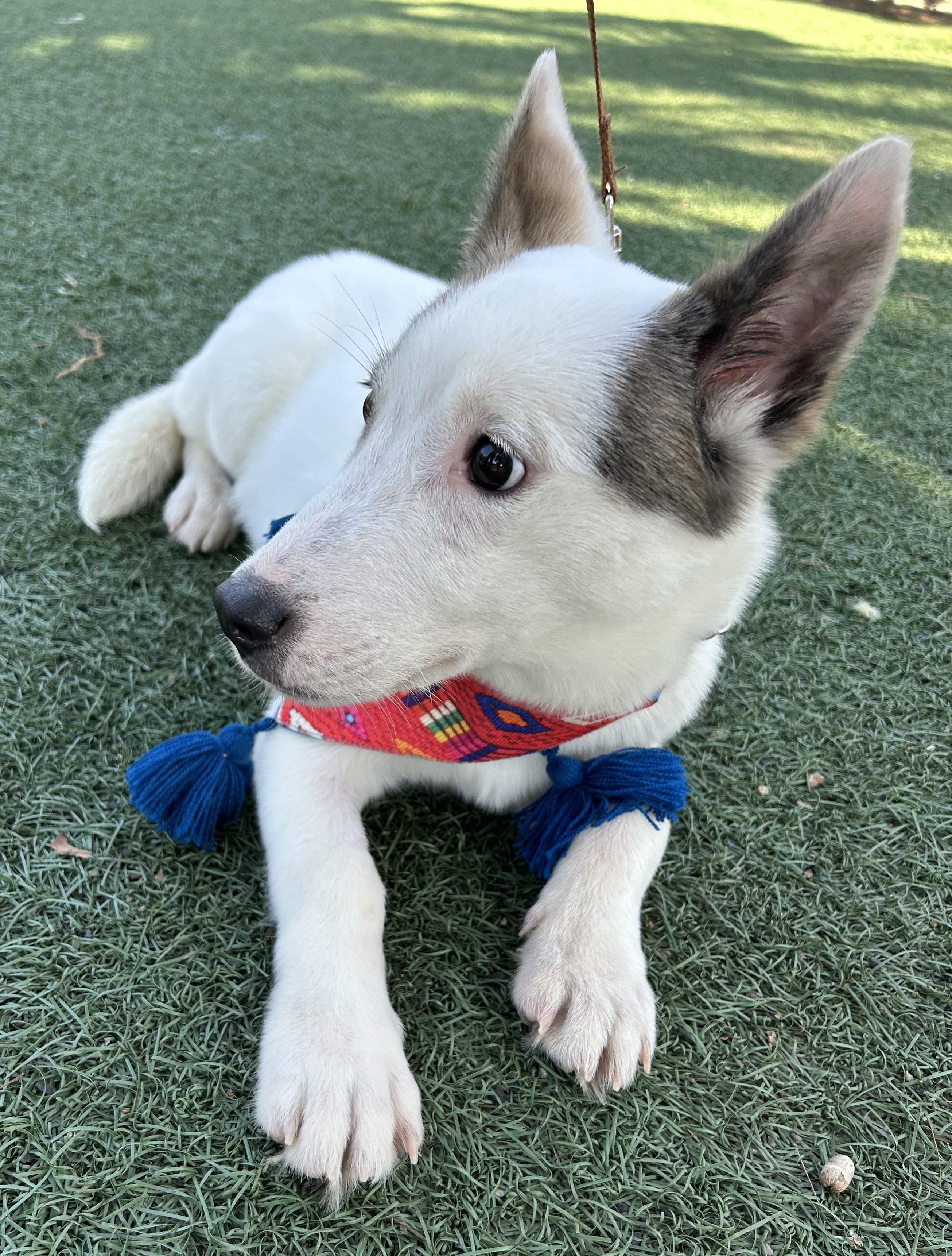 Enlarge CASPER, a ADOPTABLE mixed breed in Bell Gardens, CA image 6/6