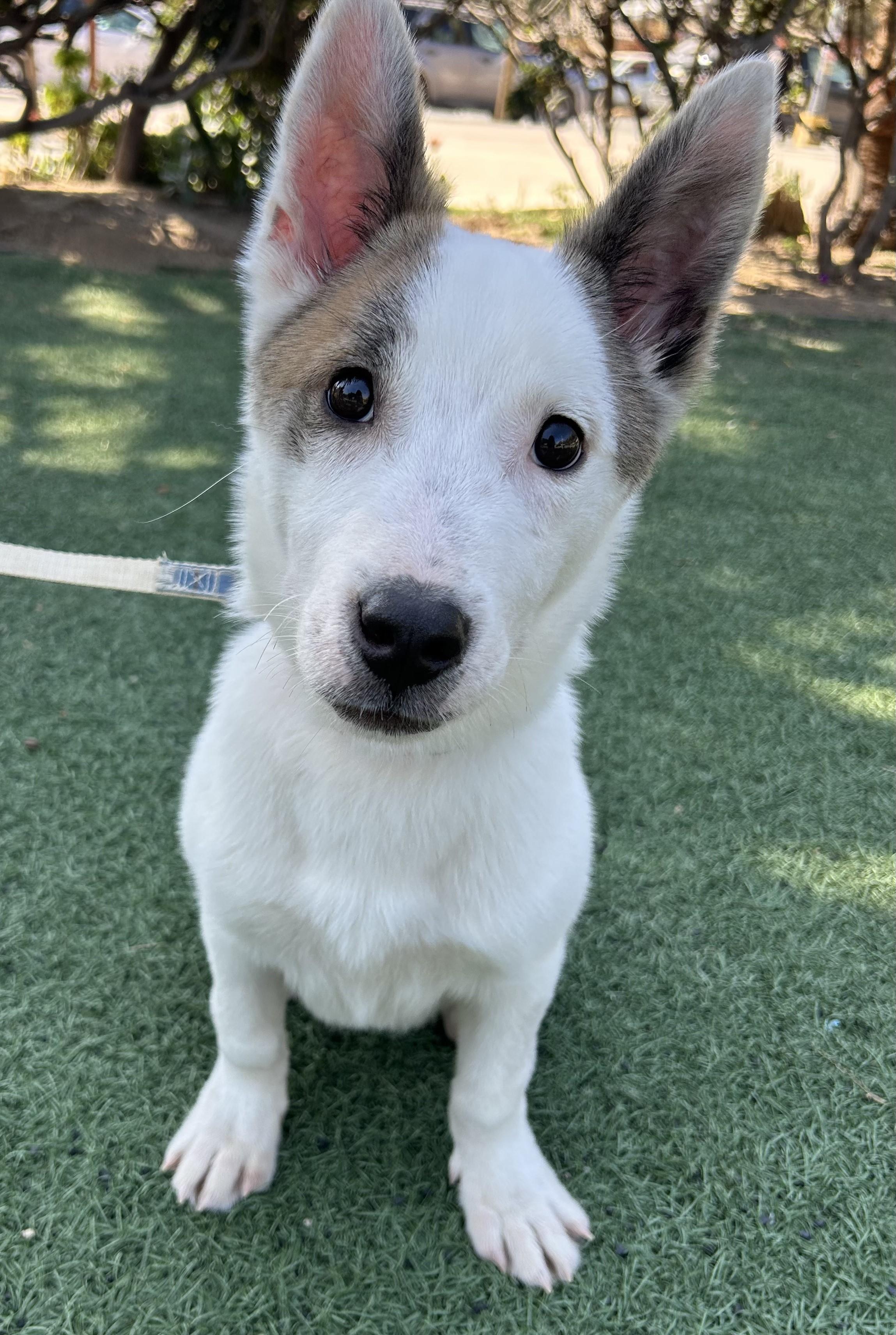 Enlarge CASPER, a ADOPTABLE mixed breed in Bell Gardens, CA image 2/6