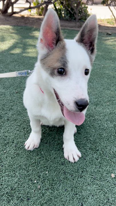 Enlarge CASPER, a ADOPTABLE mixed breed in Bell Gardens, CA video 5/6