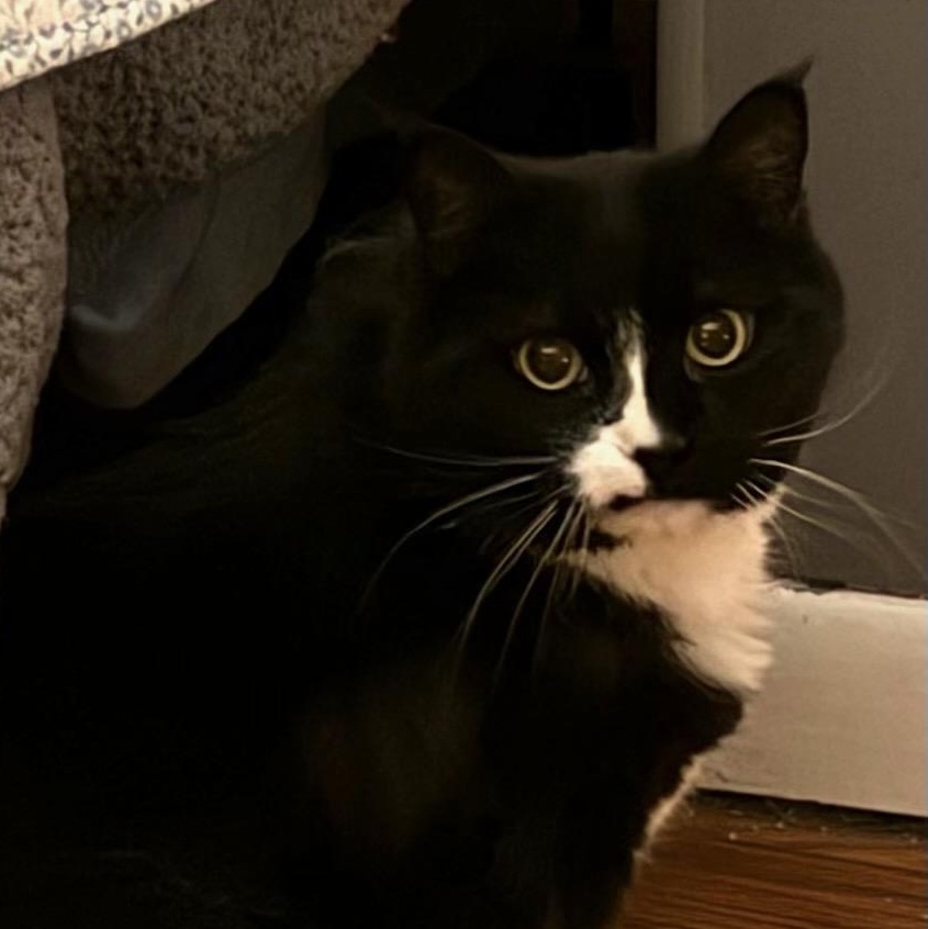 Enlarge Molly, a Adoptable Tuxedo in Waverly, IA image 1/6