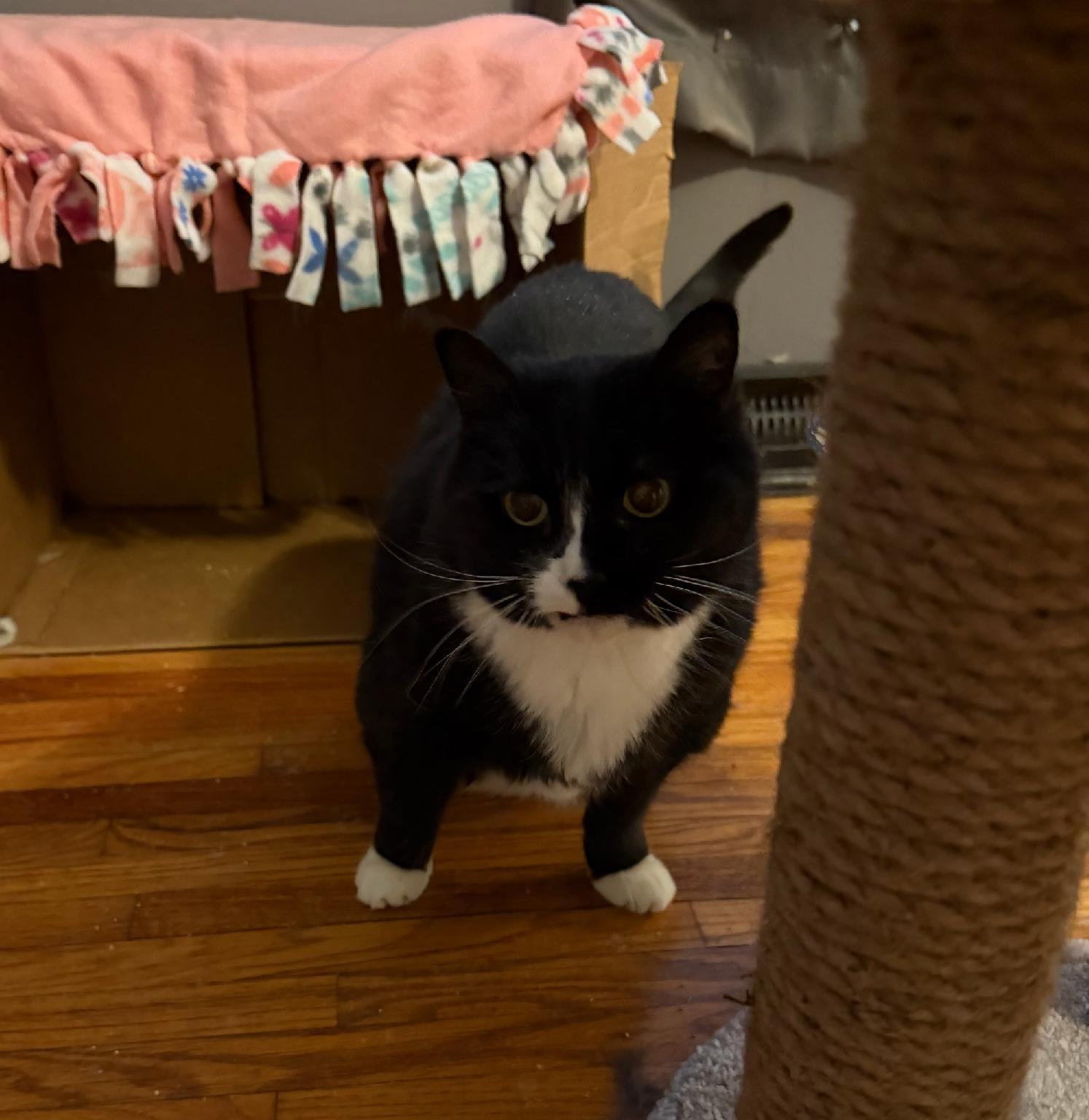 Molly — thumbnail 3