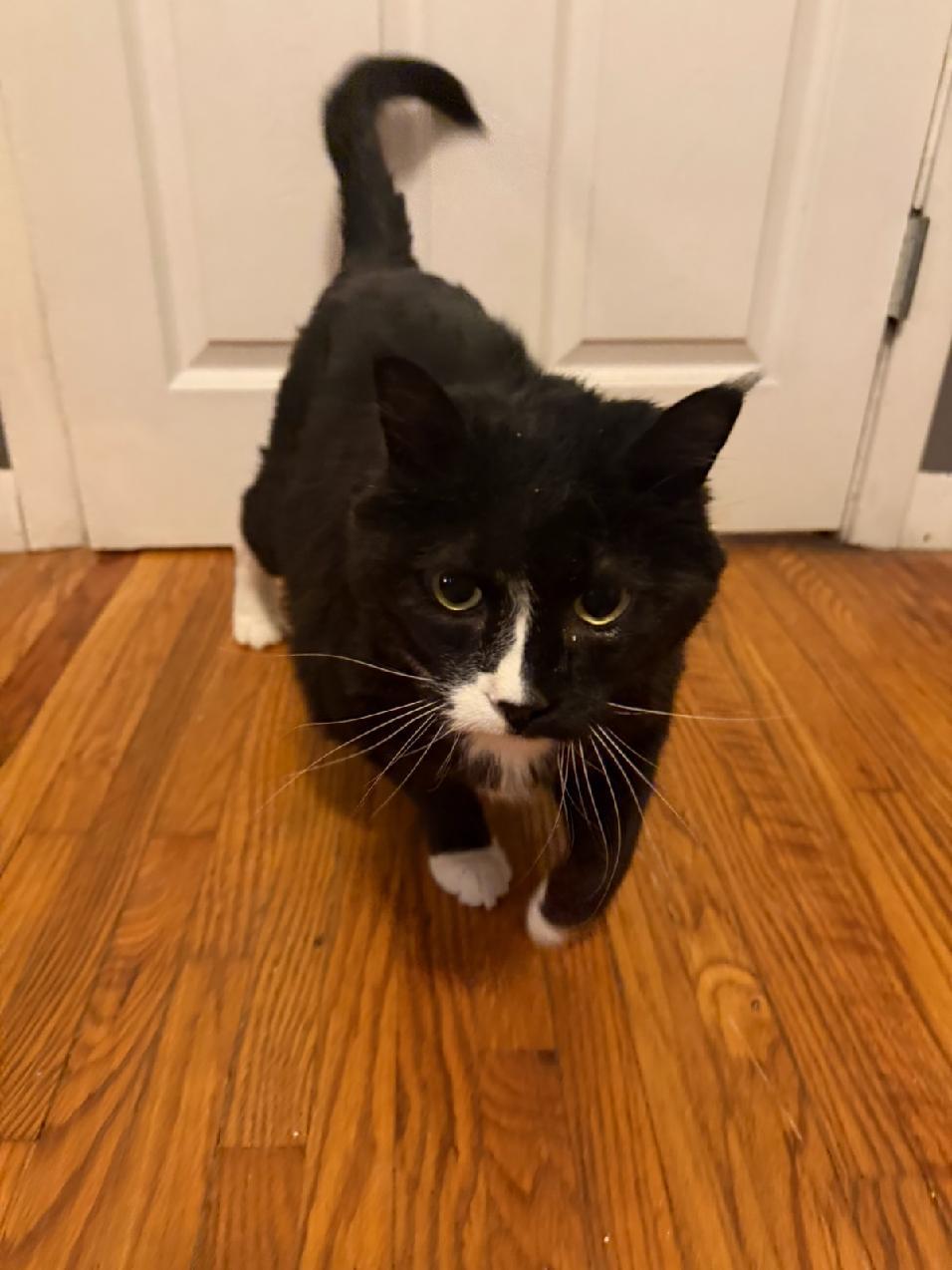 Enlarge Molly, a Adoptable Tuxedo in Waverly, IA image 6/6