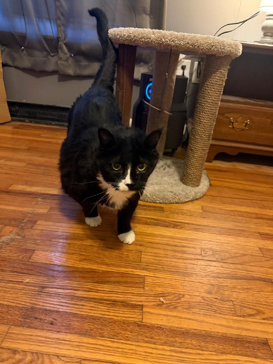Enlarge Molly, a Adoptable Tuxedo in Waverly, IA image 5/6