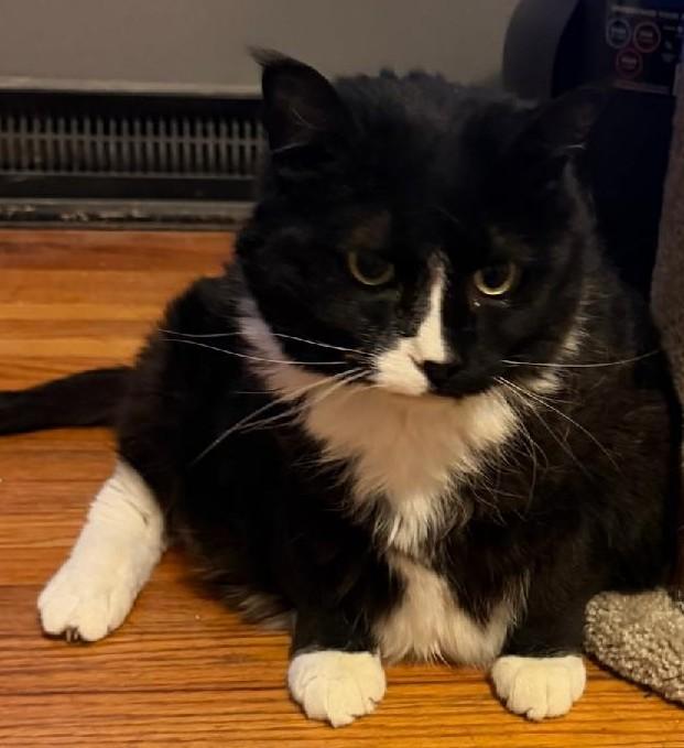 Enlarge Molly, a Adoptable Tuxedo in Waverly, IA image 1/6