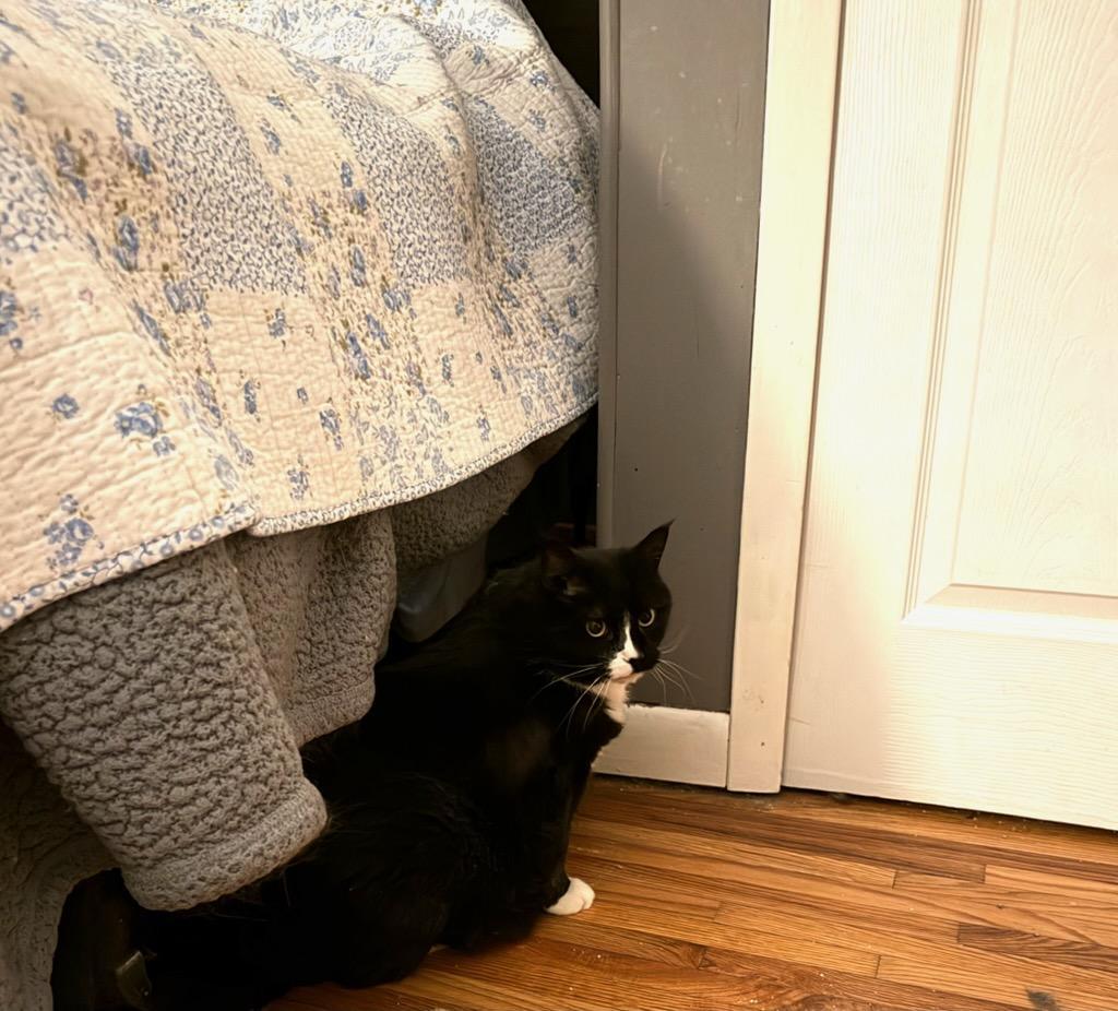 Enlarge Molly, a Adoptable Tuxedo in Waverly, IA image 2/6