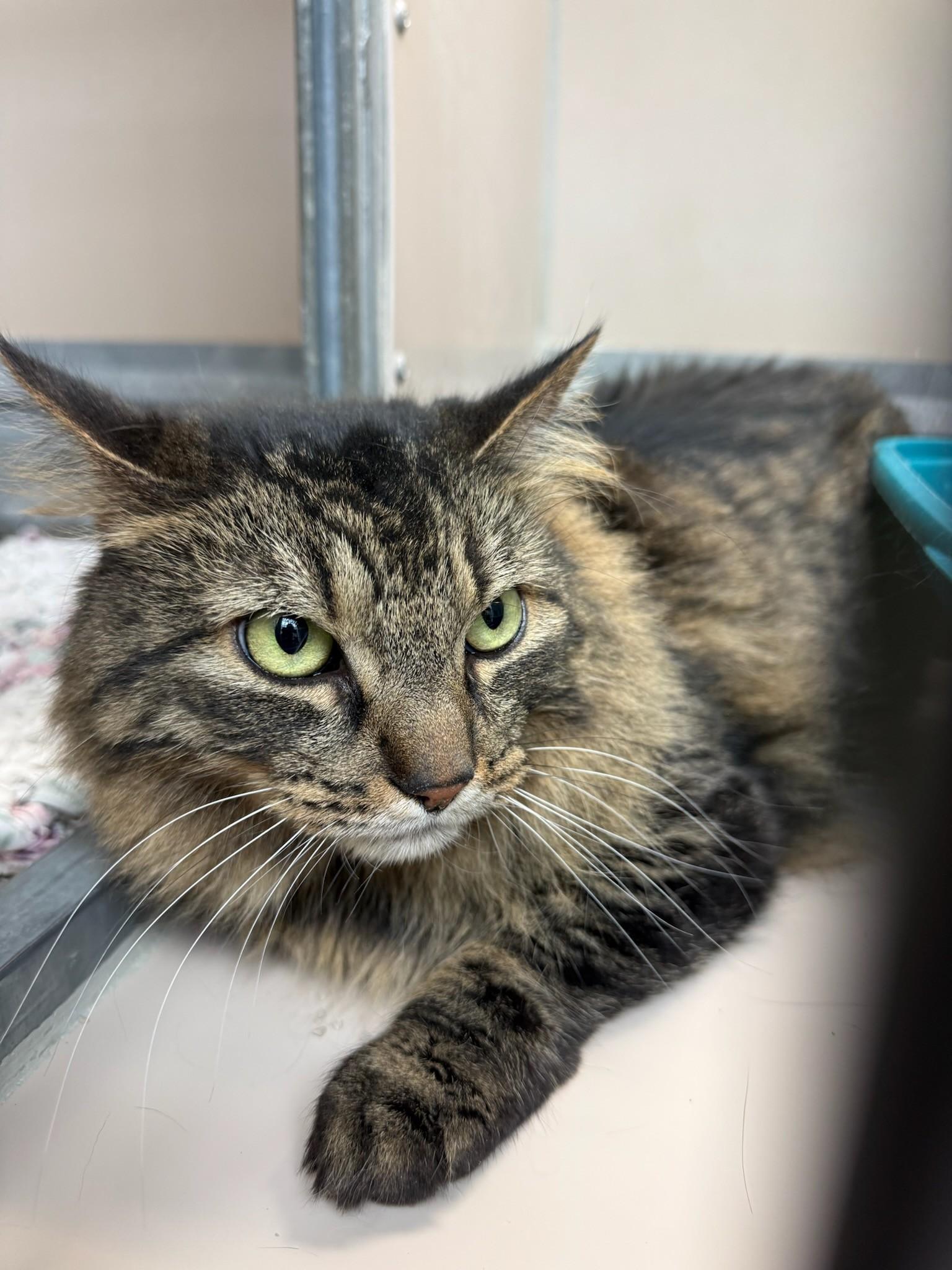 Leia/60278784, adopted, Adult Female Domestic Medium Hair.