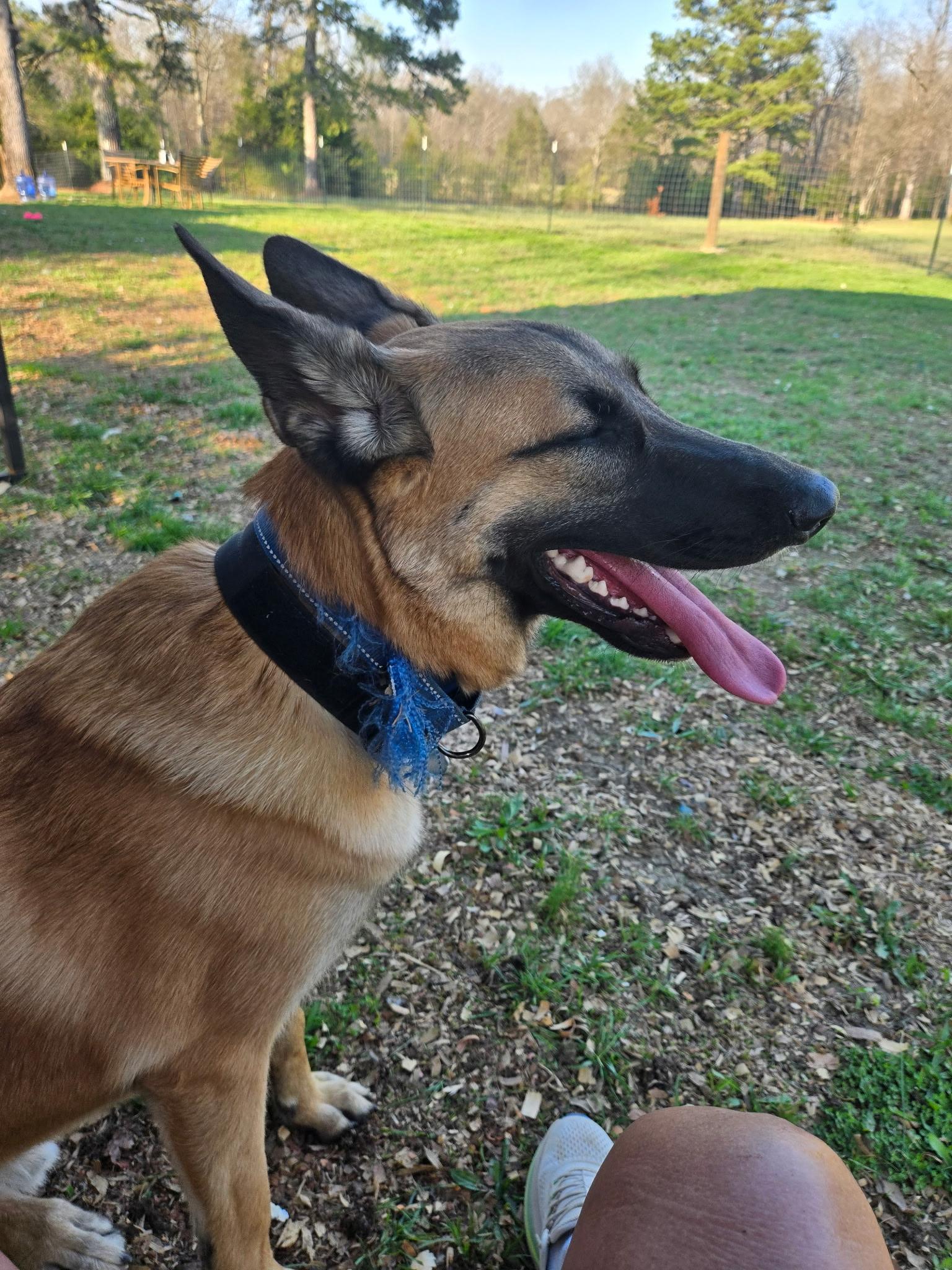 Enlarge Andretti, a ADOPTABLE mixed breed in Rome, GA image 2/2