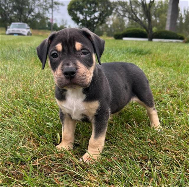 Uproar, Adoptable, Puppy Male American Staffordshire Terrier.