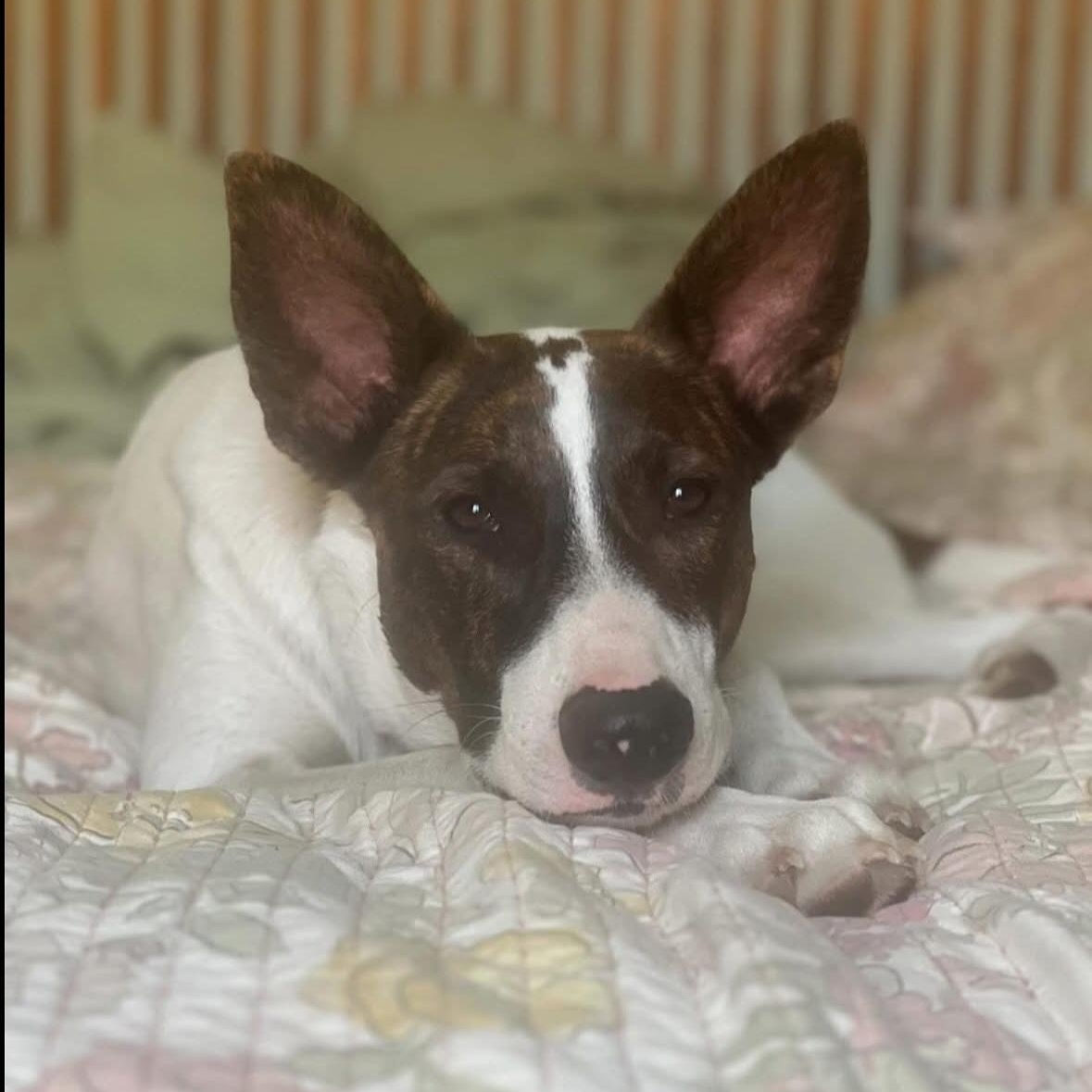 Cedar, a Adoptable mixed breed in San Diego , CA image 1/6