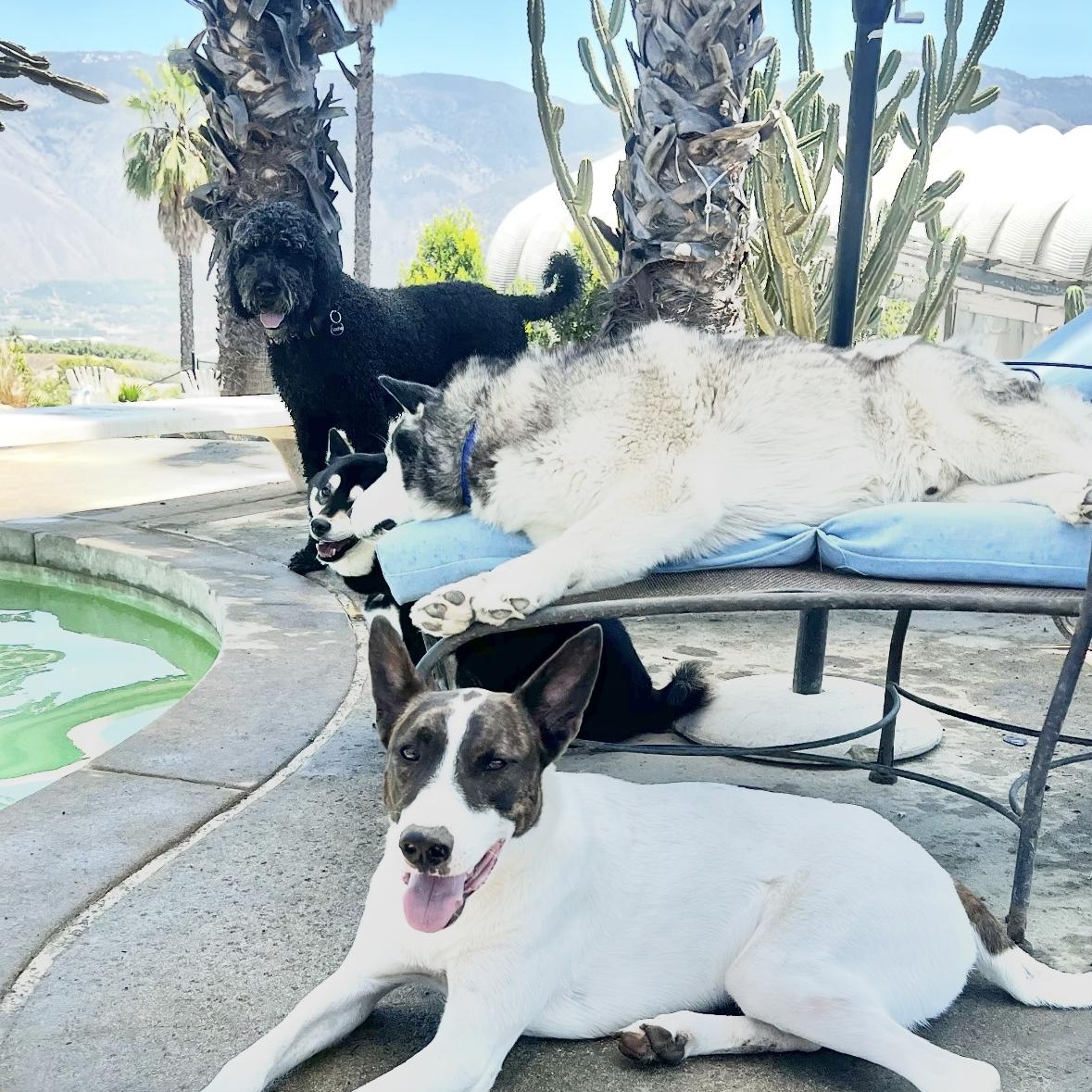 Cedar, a Adoptable mixed breed in San Diego , CA image 2/6