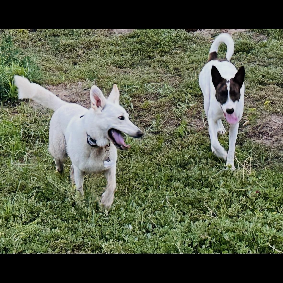 Cedar, a Adoptable mixed breed in San Diego , CA image 3/6