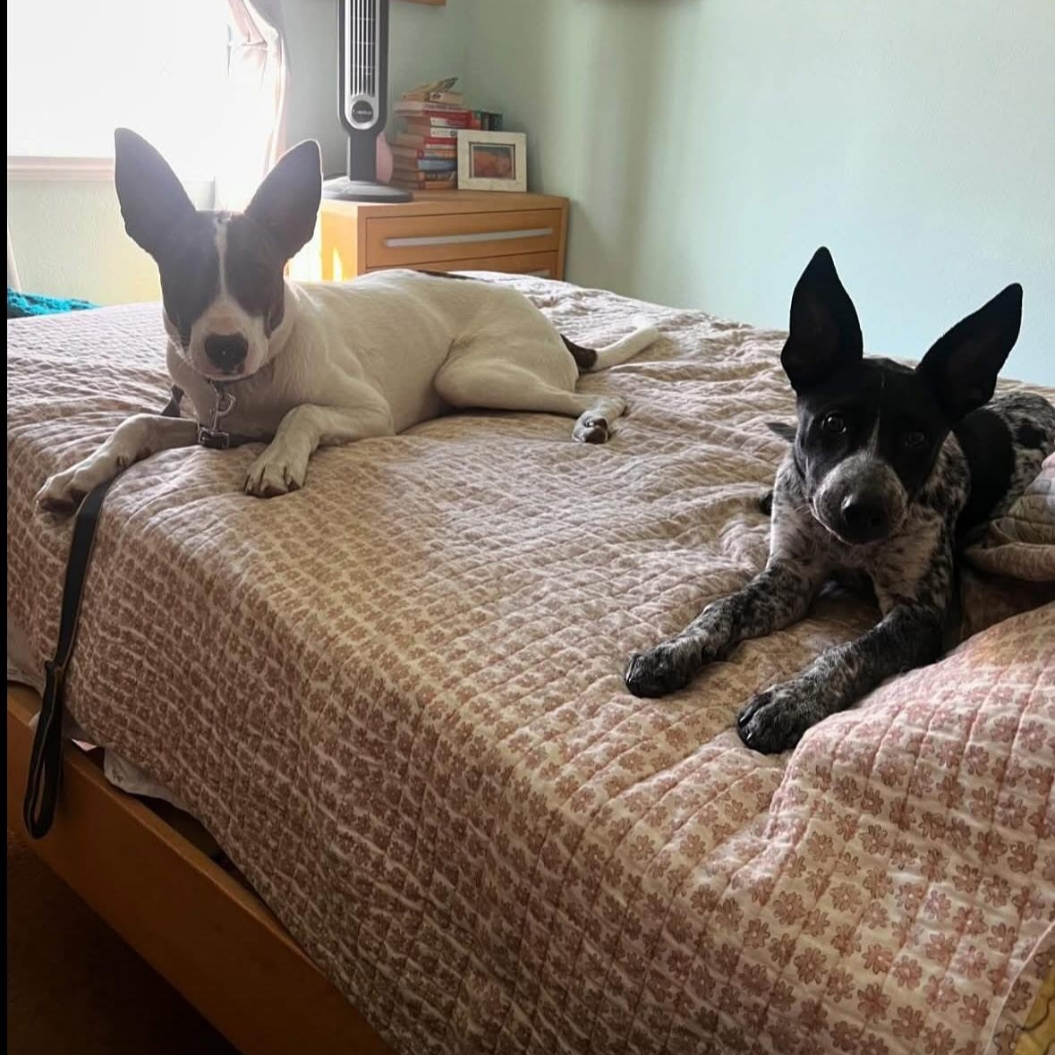 Cedar, a Adoptable mixed breed in San Diego , CA image 4/6