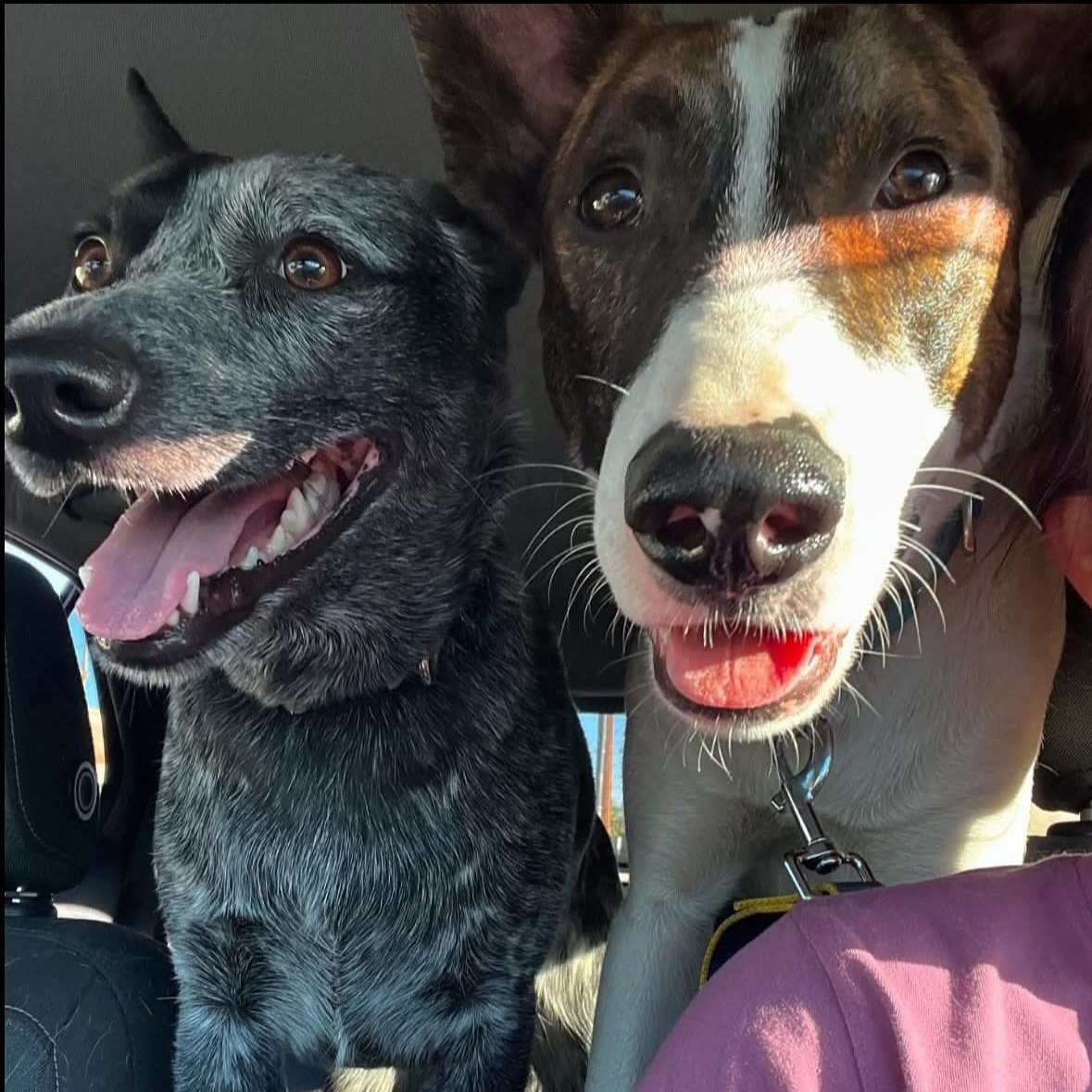 Cedar, a Adoptable mixed breed in San Diego , CA image 5/6