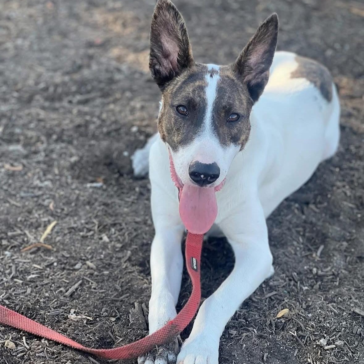 Cedar, a Adoptable mixed breed in San Diego , CA image 6/6