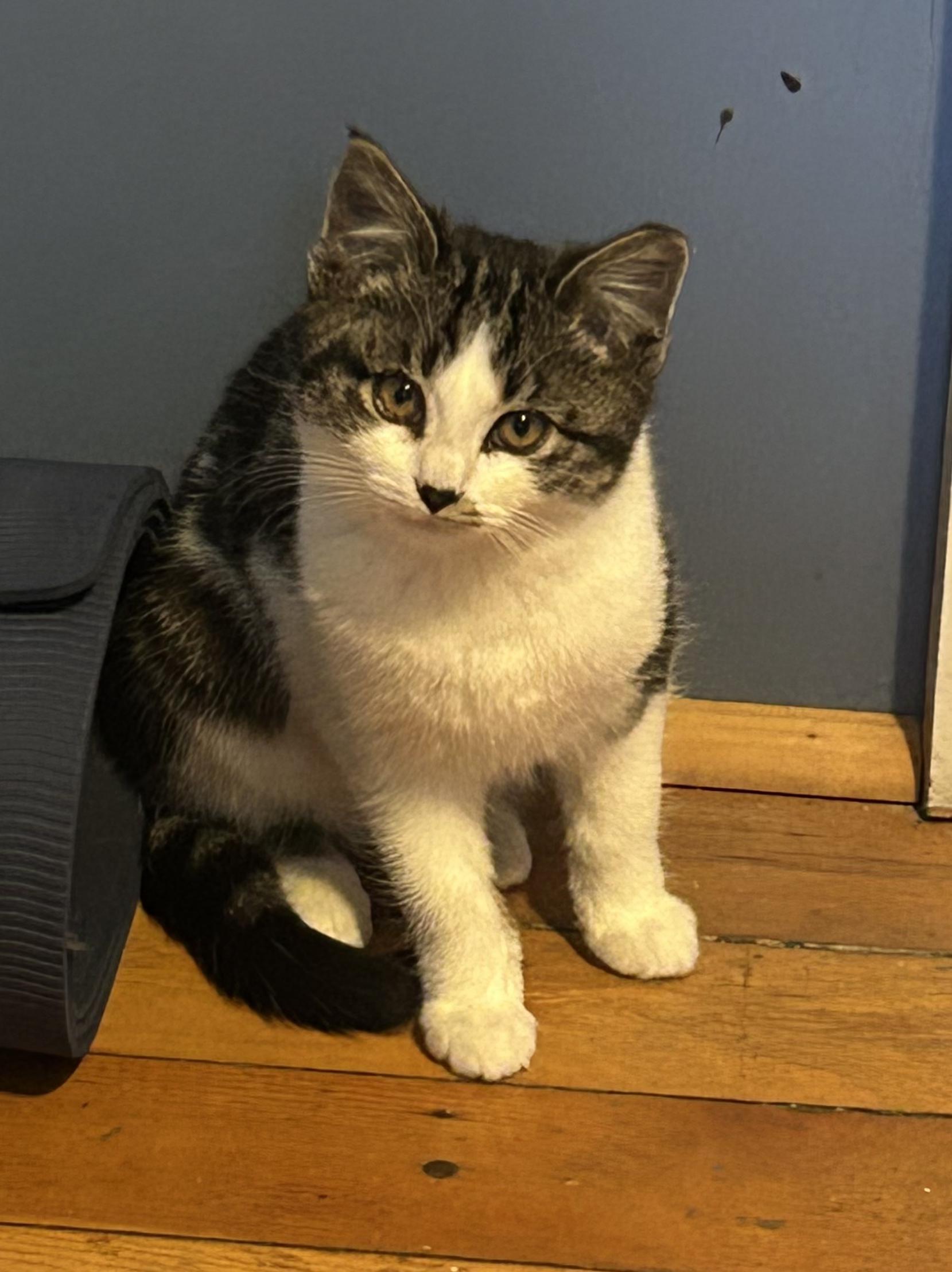 Enlarge Star, a ADOPTABLE Domestic Short Hair in Dunkirk, NY image 1/1