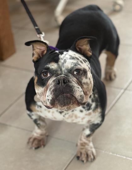 Luna, Adoptable, Adult Female French Bulldog & English Bulldog.