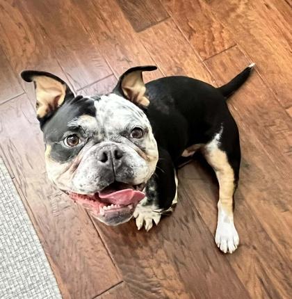 Enlarge Luna, a Adoptable mixed breed in Malvern, PA image 3/4