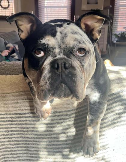 Enlarge Luna, a Adoptable mixed breed in Malvern, PA image 4/4