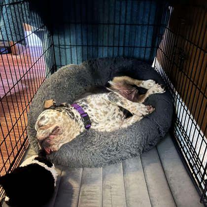 Enlarge Luna, a Adoptable mixed breed in Malvern, PA image 3/3