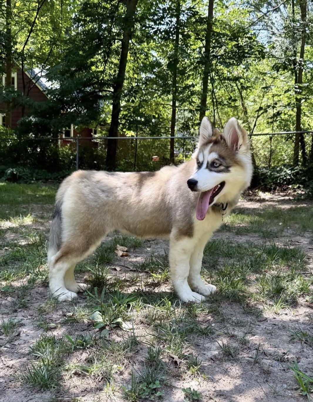 Enlarge Neymar, an adopted Siberian Husky in Richmond, VA image 3/3