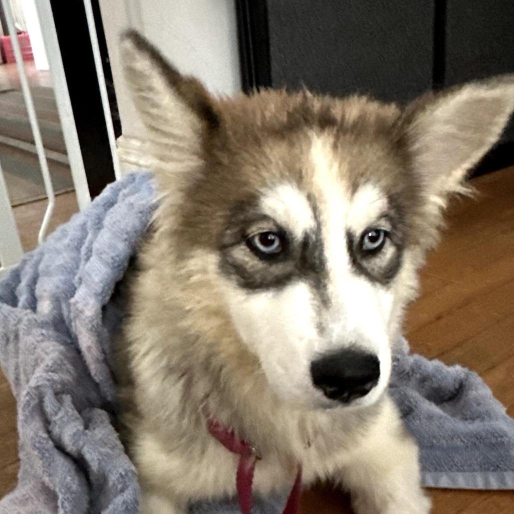 Enlarge Neymar, an adopted Siberian Husky in Richmond, VA image 2/3