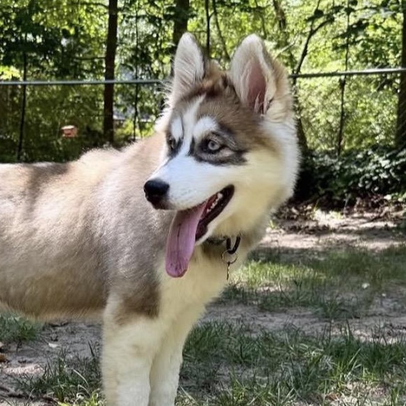 Enlarge Neymar, an adopted Siberian Husky in Richmond, VA image 1/3