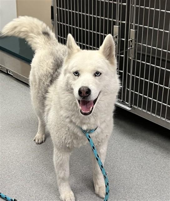 Enlarge FARRAH, a Adoptable Siberian Husky in Rancho Cucamonga, CA image 1/1