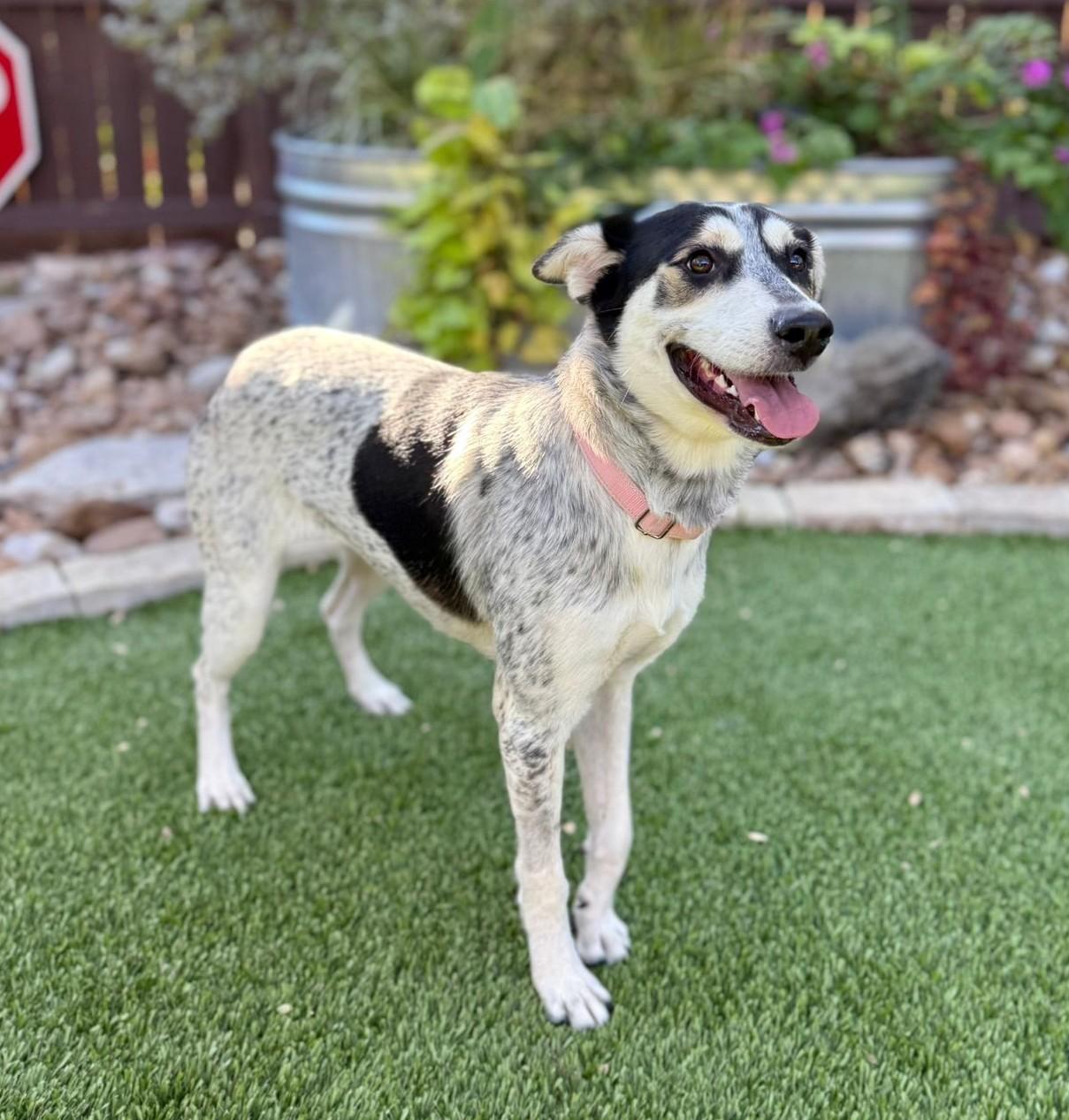 Maggie, ADOPTABLE, Young Female Australian Cattle Dog / Blue Heeler.