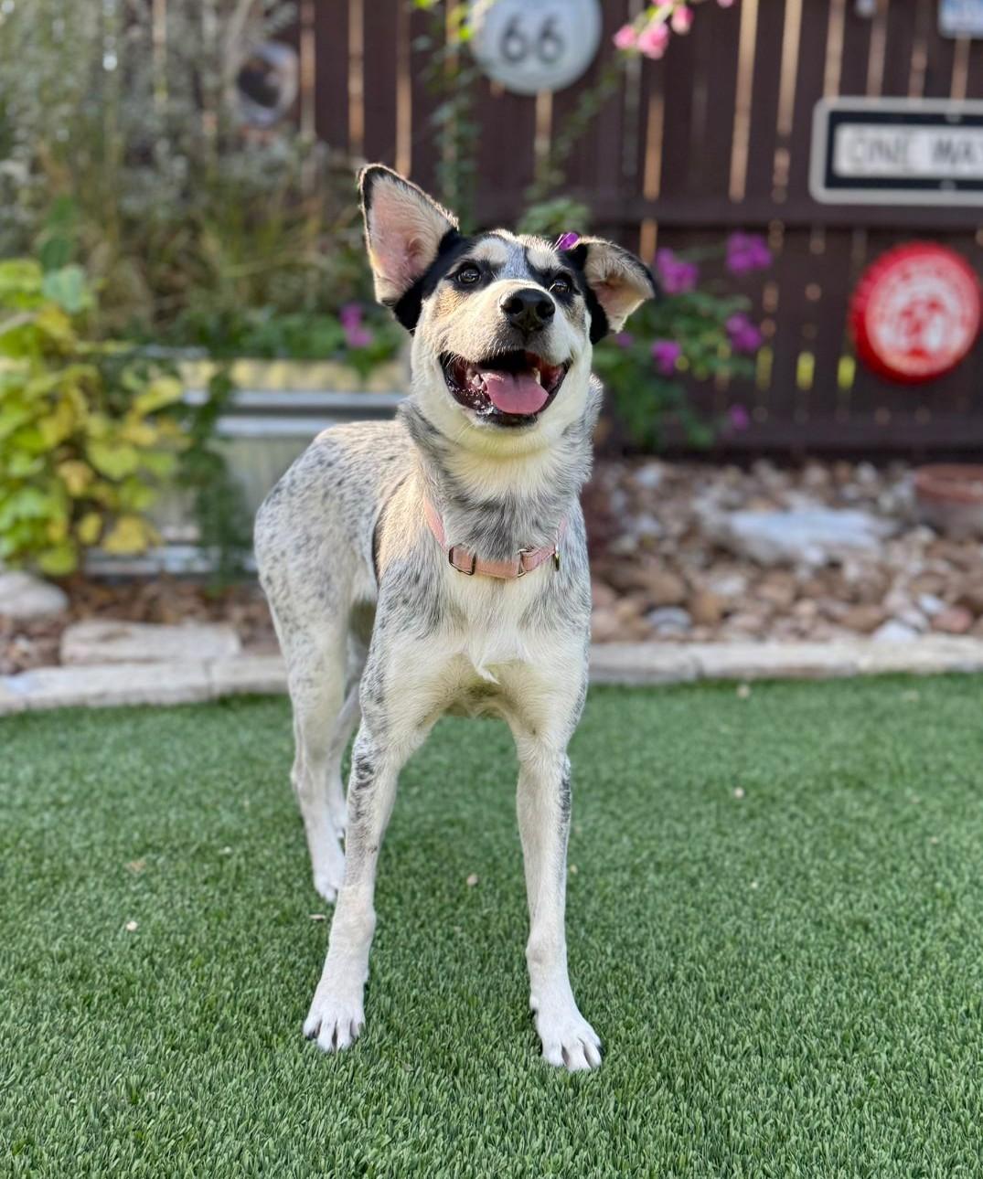 Enlarge Maggie, a ADOPTABLE mixed breed in Southport, CT image 2/6