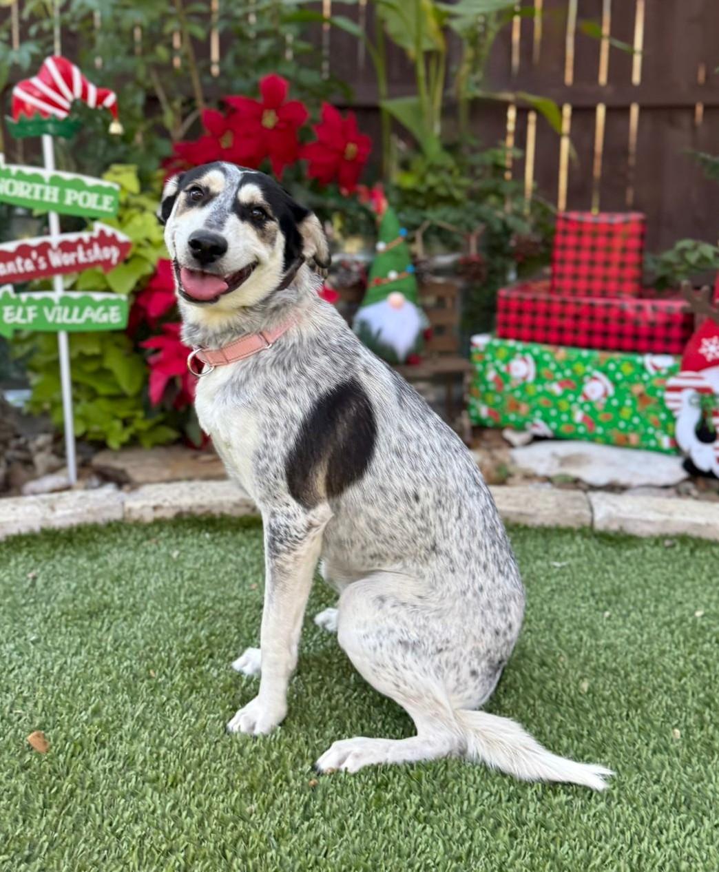Enlarge Maggie, a ADOPTABLE mixed breed in Southport, CT image 3/6