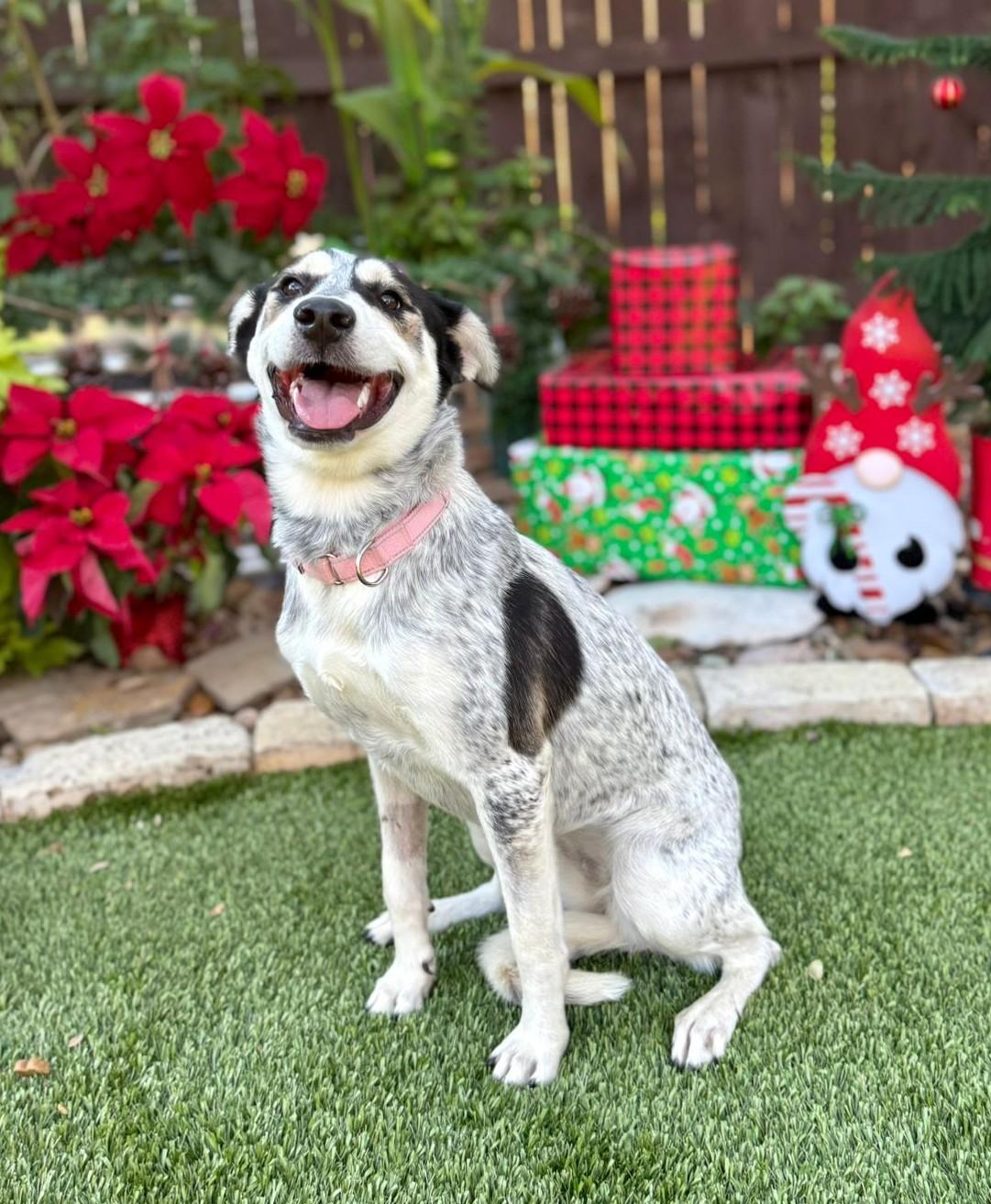 Enlarge Maggie, a ADOPTABLE mixed breed in Southport, CT image 5/6