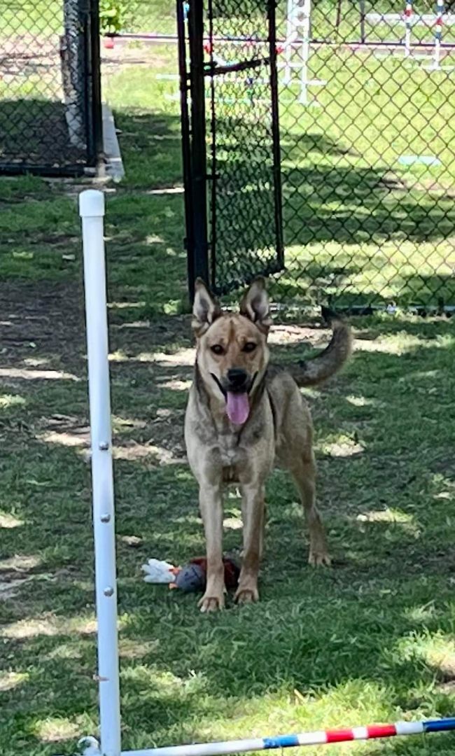 Enlarge Mia, an adoptable mixed breed in Allen, TX image 2/6