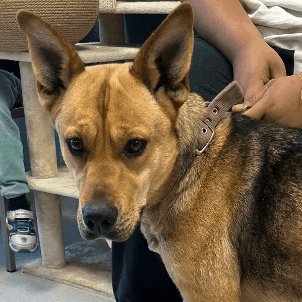 Enlarge Mia, an adoptable mixed breed in Allen, TX image 3/6