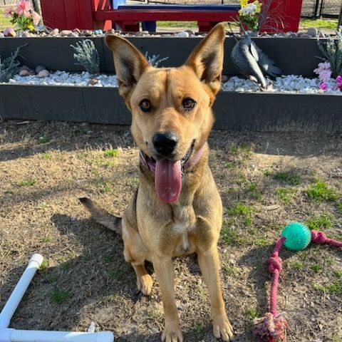 Enlarge Mia, an adoptable mixed breed in Allen, TX image 1/6