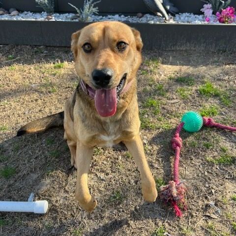 Enlarge Mia, an adoptable mixed breed in Allen, TX image 4/6