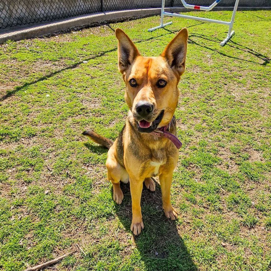 Enlarge Mia, an adoptable mixed breed in Allen, TX image 5/6