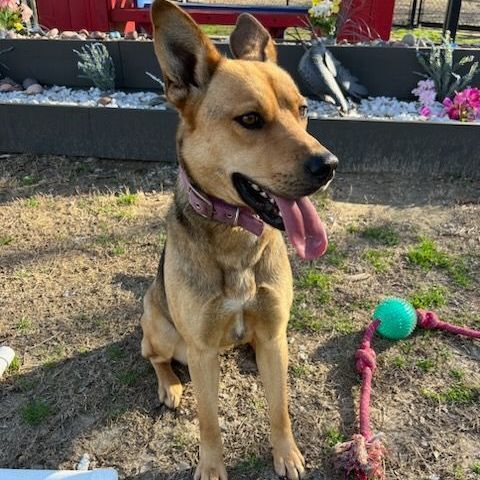Enlarge Mia, an adoptable mixed breed in Allen, TX image 6/6