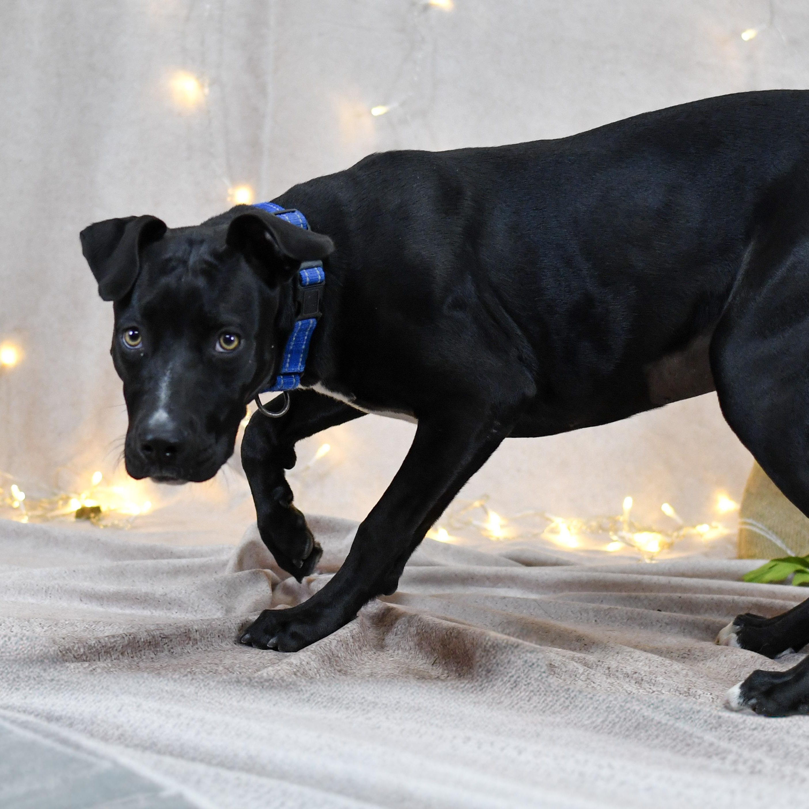 Enlarge Yasmeen, a ADOPTABLE mixed breed in Defuniak Springs, FL image 1/1