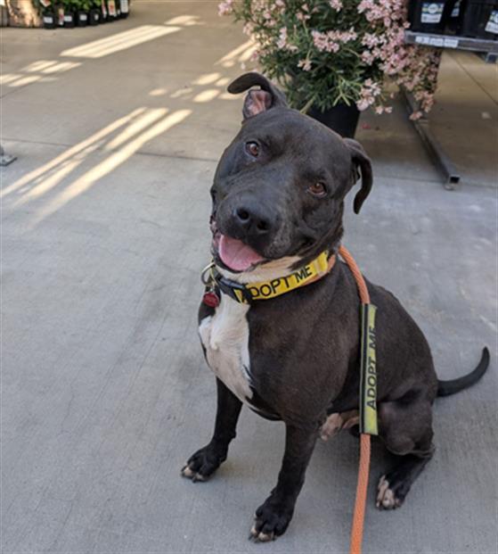 Enlarge RAMBO- IN FOSTER, a Adoptable mixed breed in Redlands, CA image 1/1