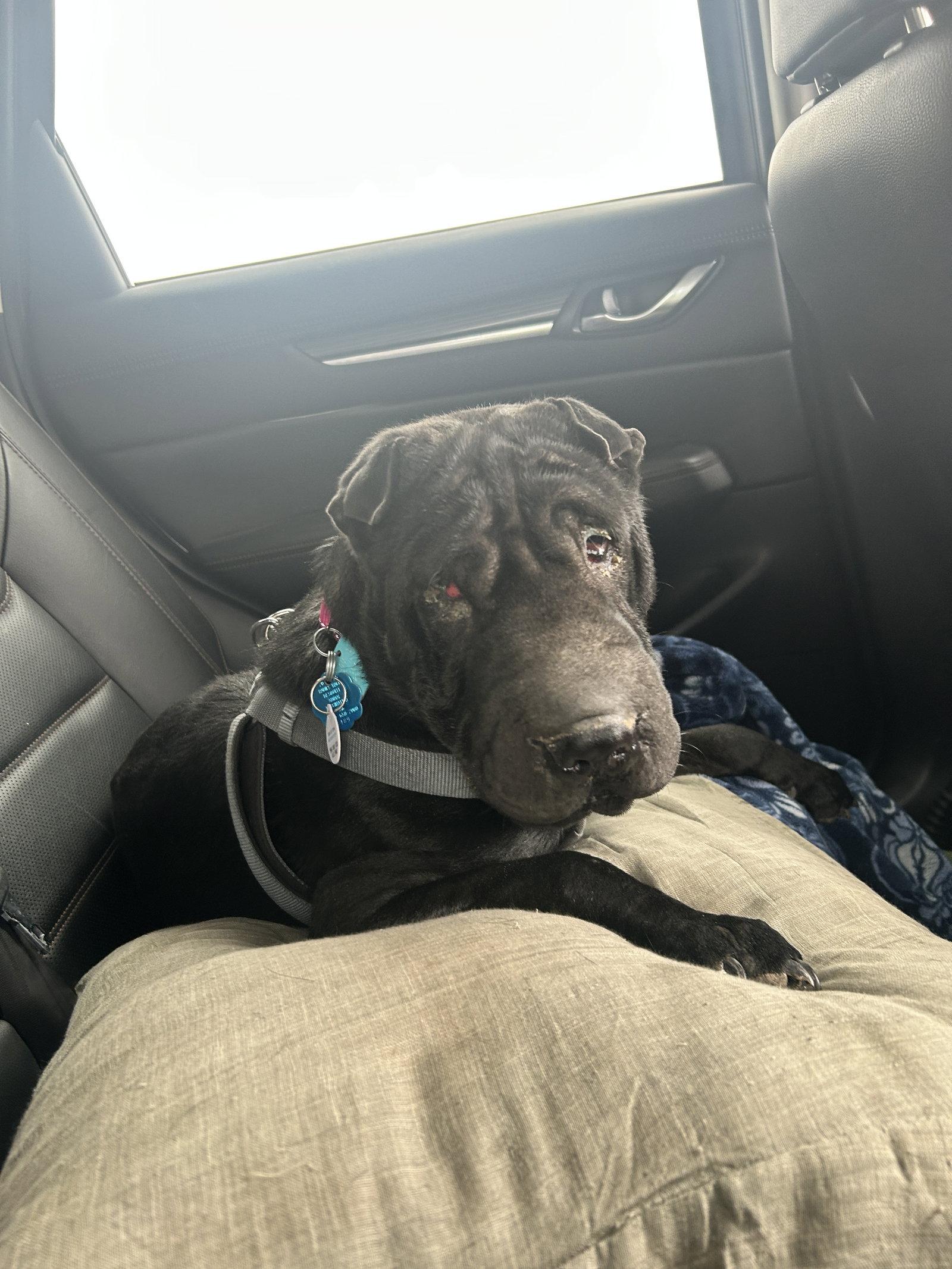 Oso, Adoptable, Adult Male Shar-Pei.