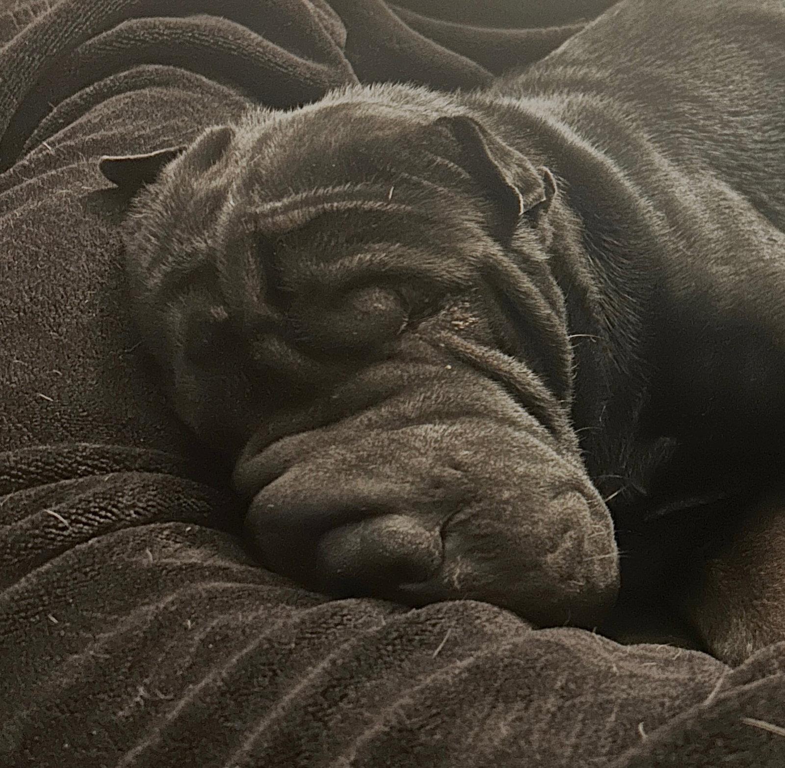 Enlarge Oso, a Adoptable Shar-Pei in Phoenix, AZ image 2/3