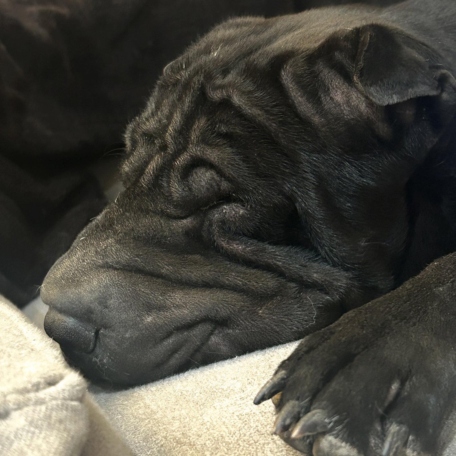 Enlarge Oso, a Adoptable Shar-Pei in Phoenix, AZ image 3/3
