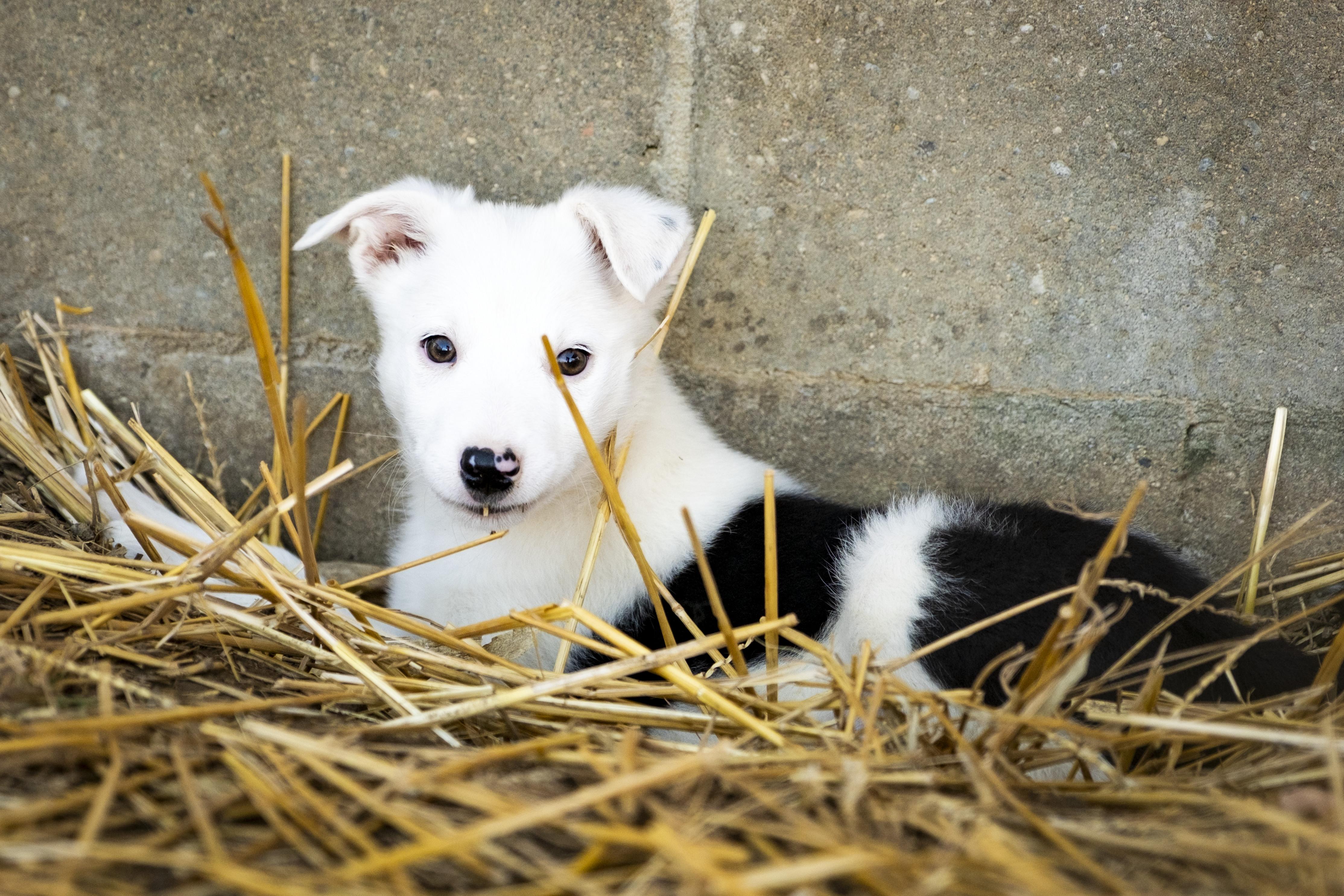 Surya , ADOPTABLE, Puppy Female Border Collie & Australian Cattle Dog / Blue Heeler.