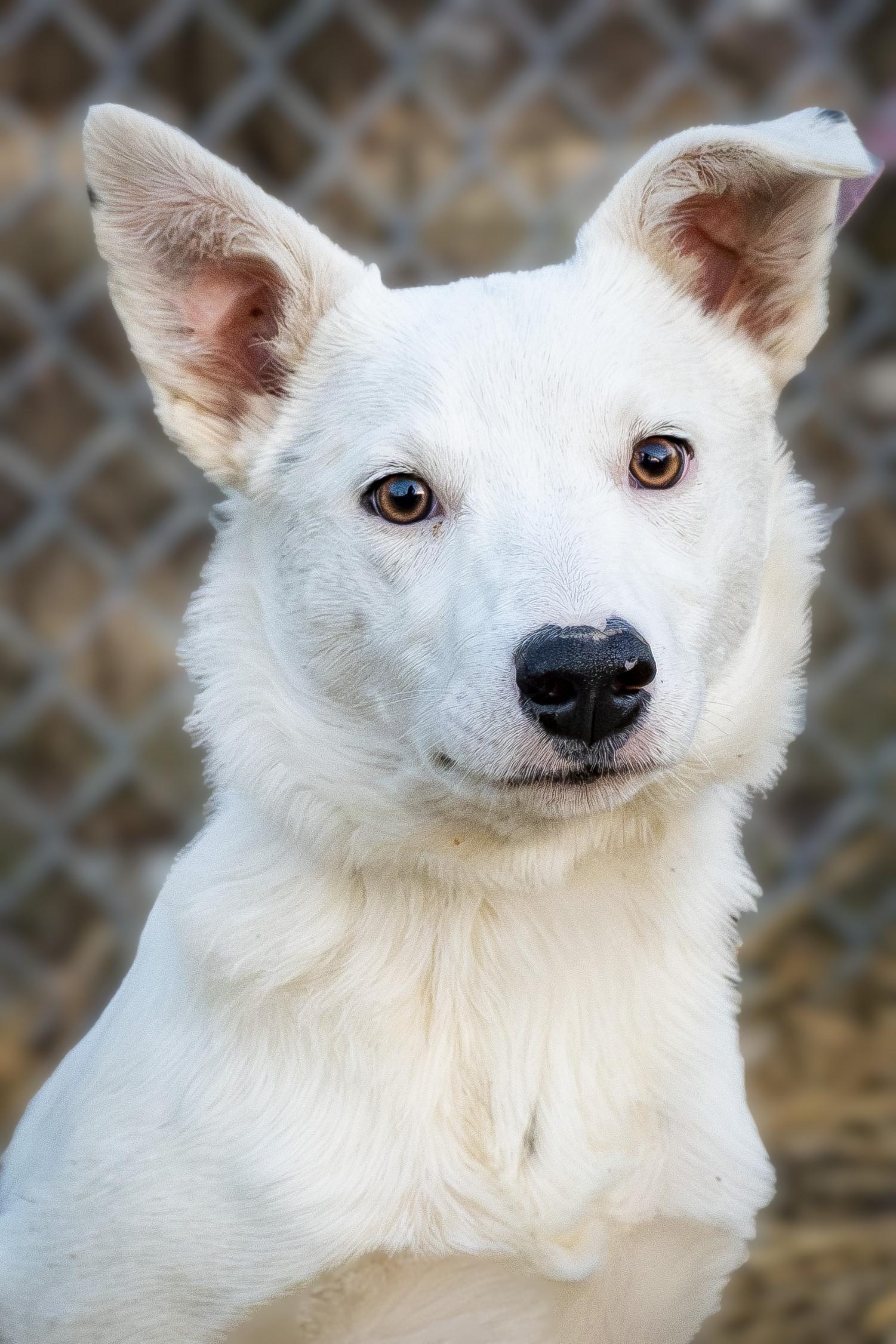 Surya , ADOPTABLE, Puppy Female Border Collie & Australian Cattle Dog / Blue Heeler.