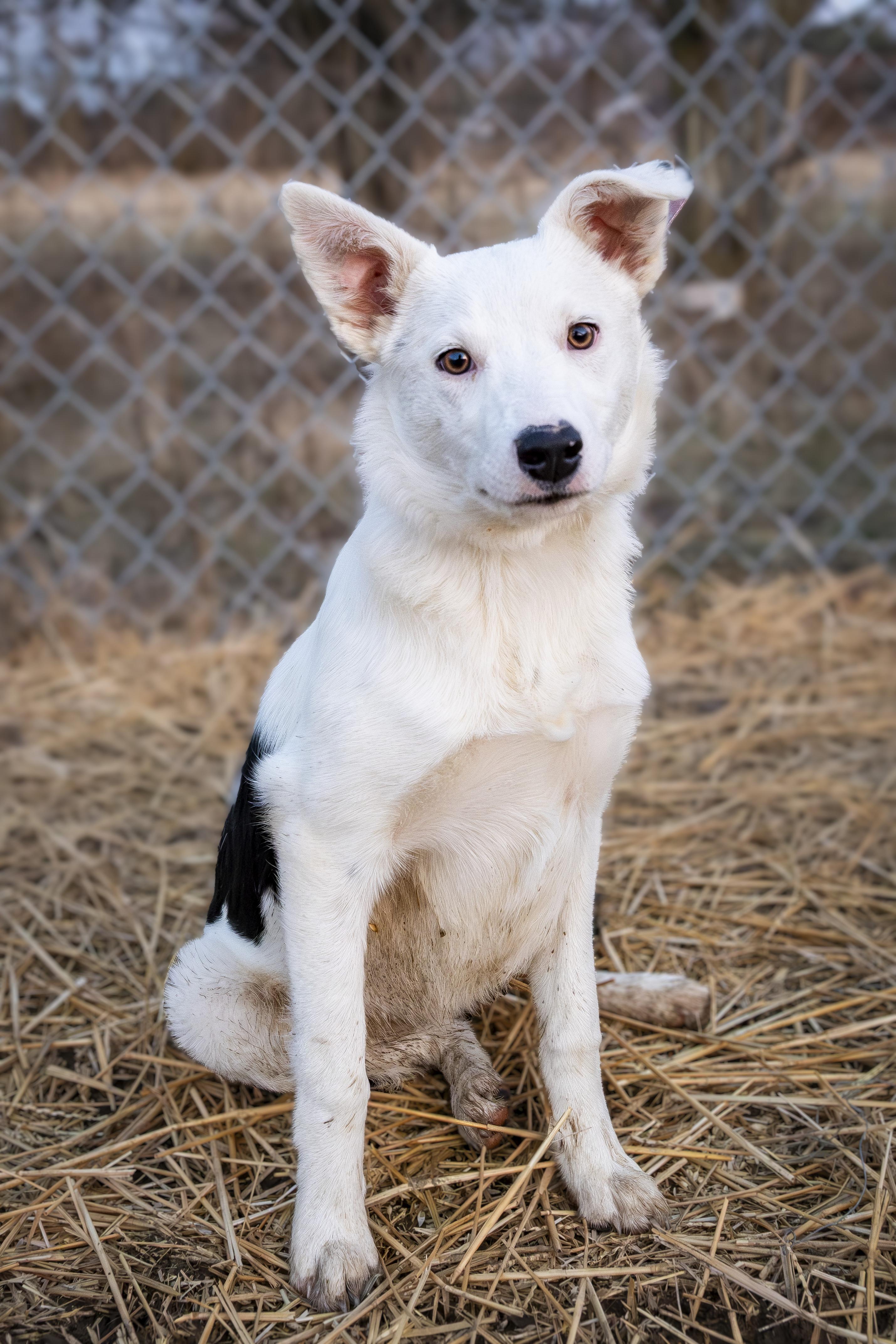 Enlarge Surya , a ADOPTABLE mixed breed in Muncie, IN image 2/3
