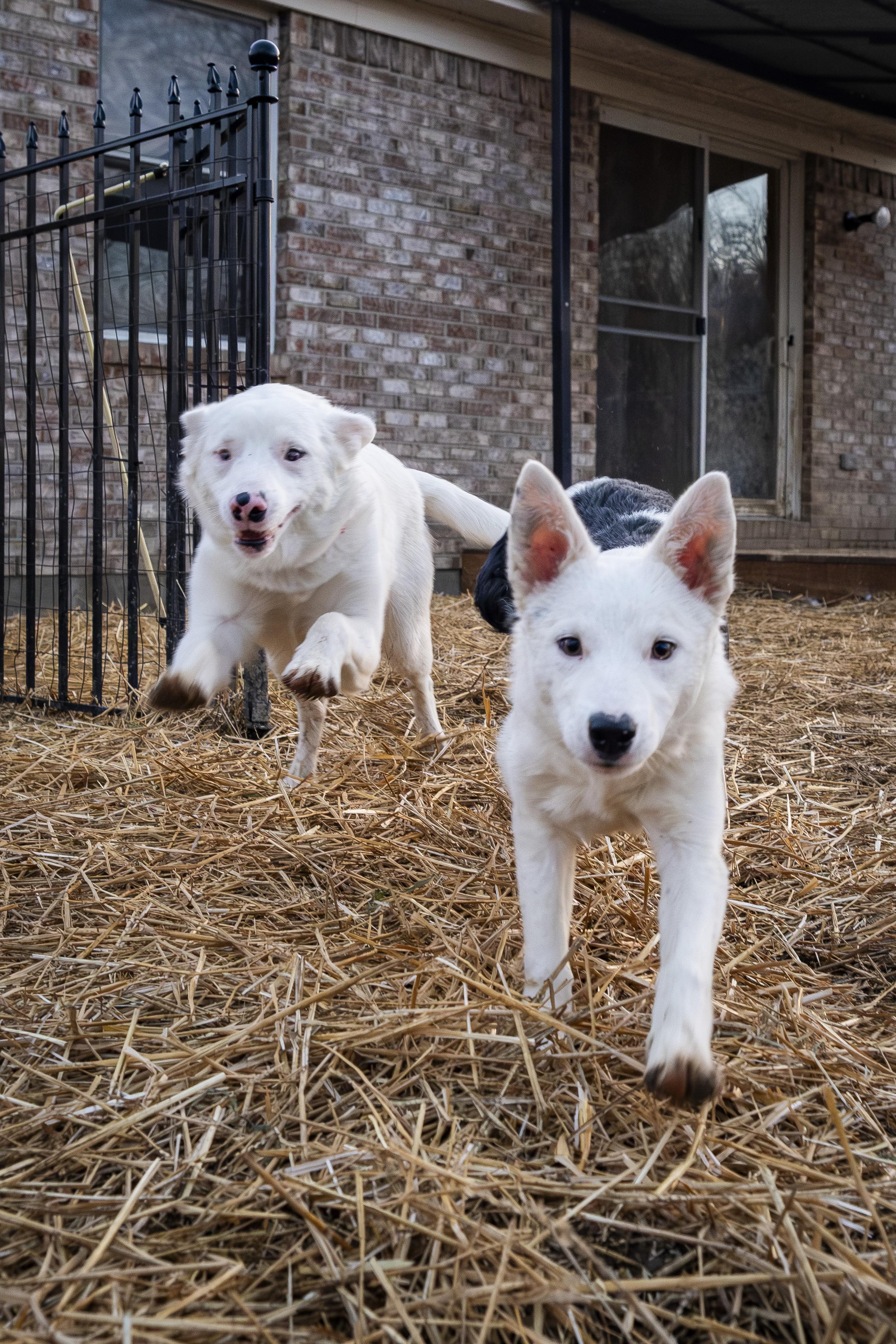 Enlarge Surya , a ADOPTABLE mixed breed in Muncie, IN image 3/3