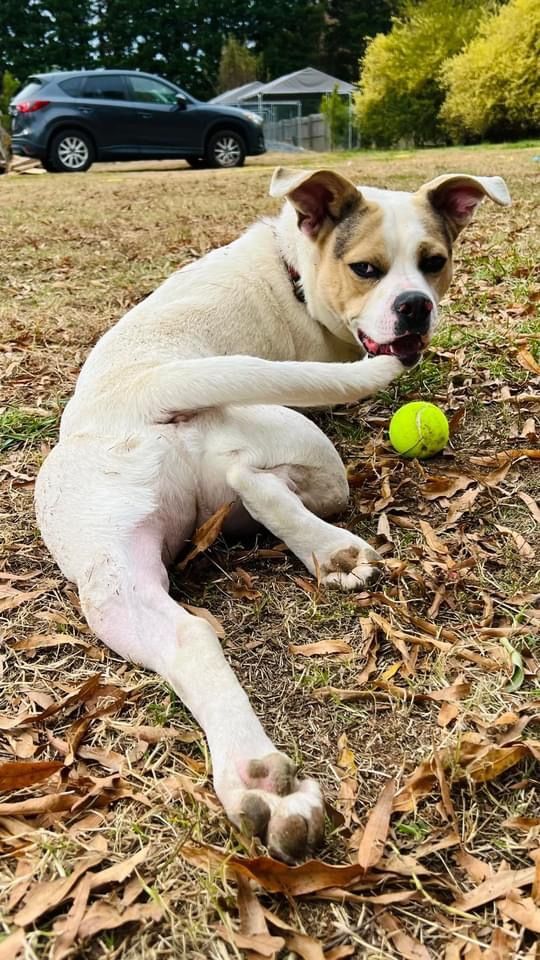 Enlarge McGee, a Adoptable mixed breed in Reidsville, NC image 10/10