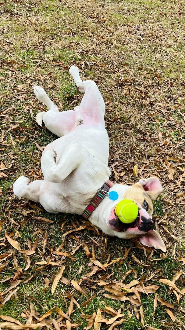 Enlarge McGee, a Adoptable mixed breed in Reidsville, NC image 9/10