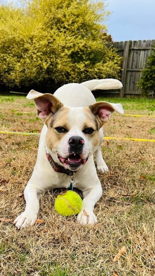 Enlarge McGee, a Adoptable mixed breed in Reidsville, NC image 8/10